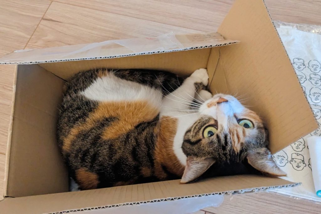 箱に入った猫